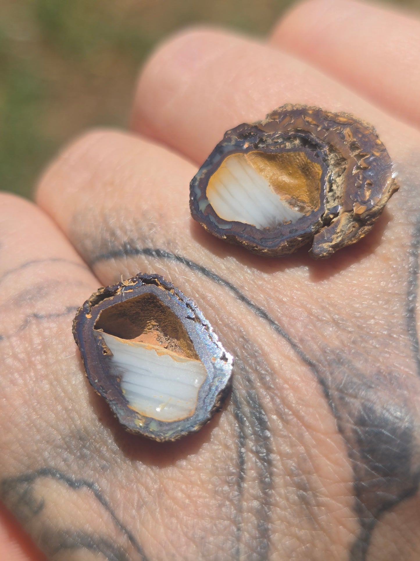 Opal Nut