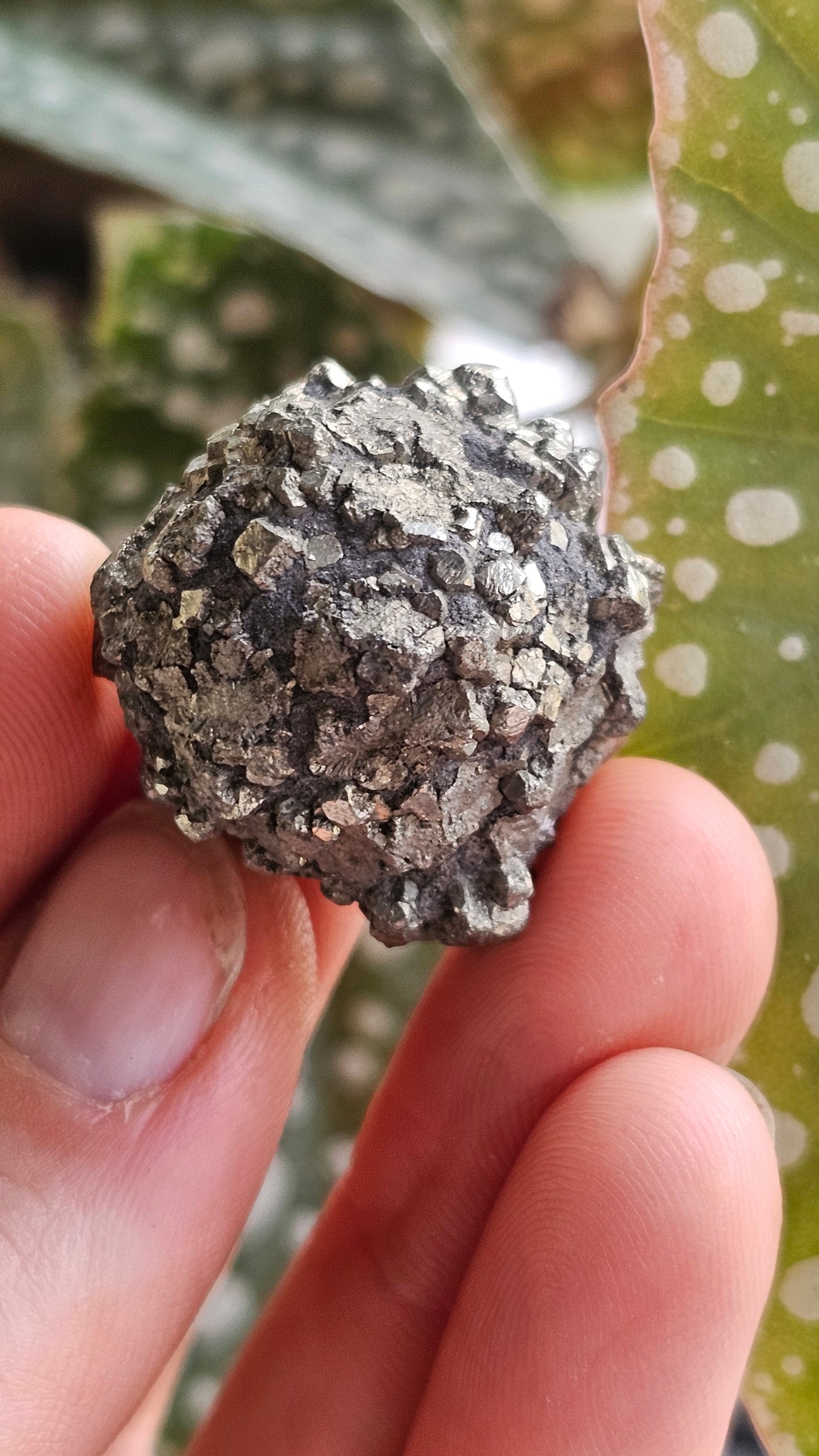 Crystalised Pyrite