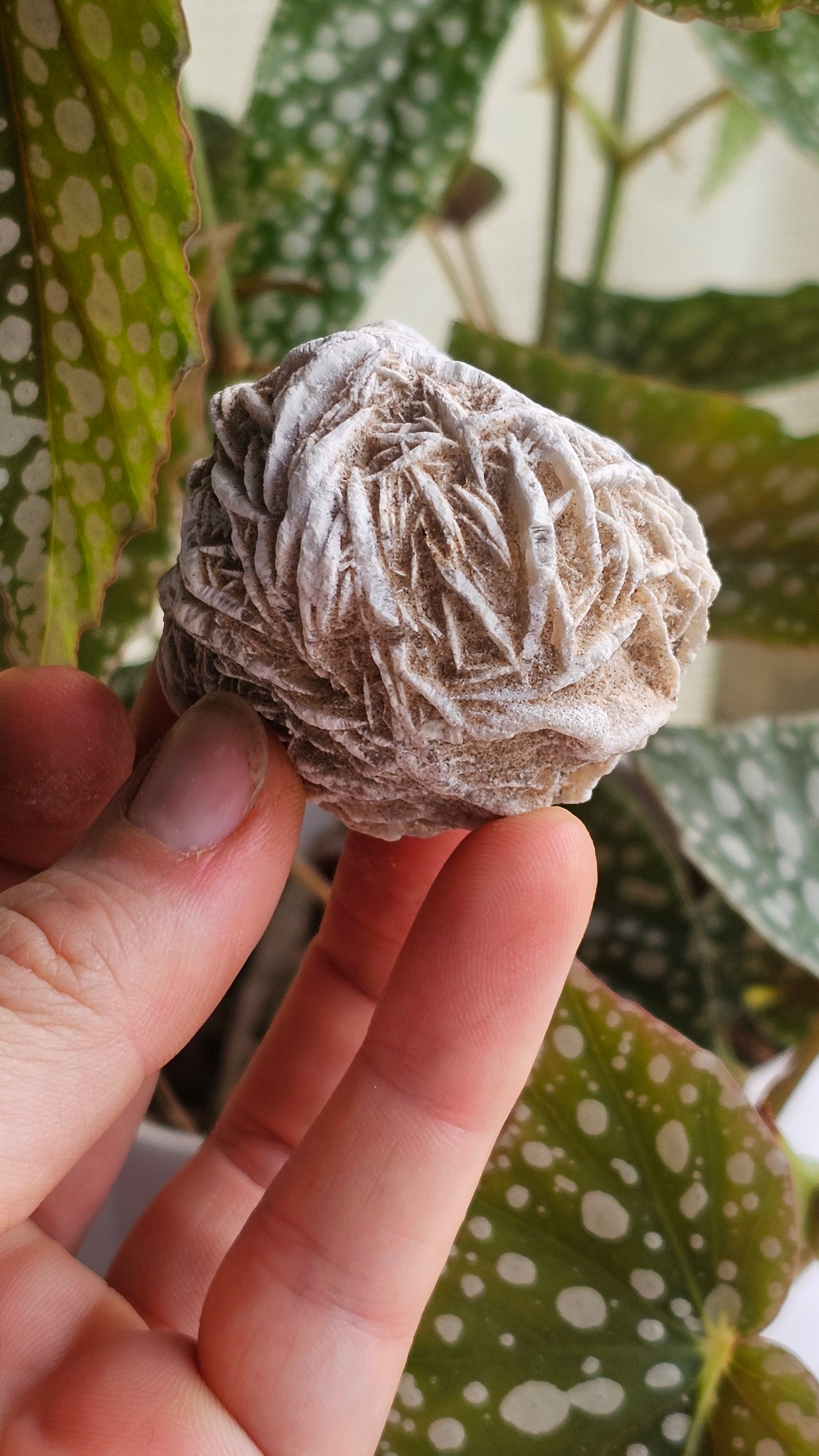 Gypsum desert rose