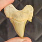 Fossilised Shark Tooth