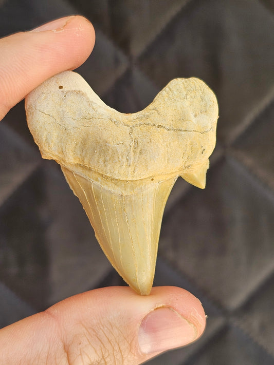 Fossilised Shark Tooth