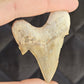 Fossilised Shark Tooth