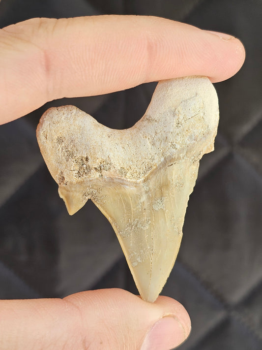 Fossilised Shark Tooth