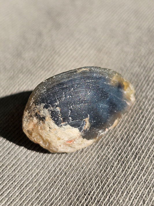 Opalized Fresh Water Muscle - Coober Pedy