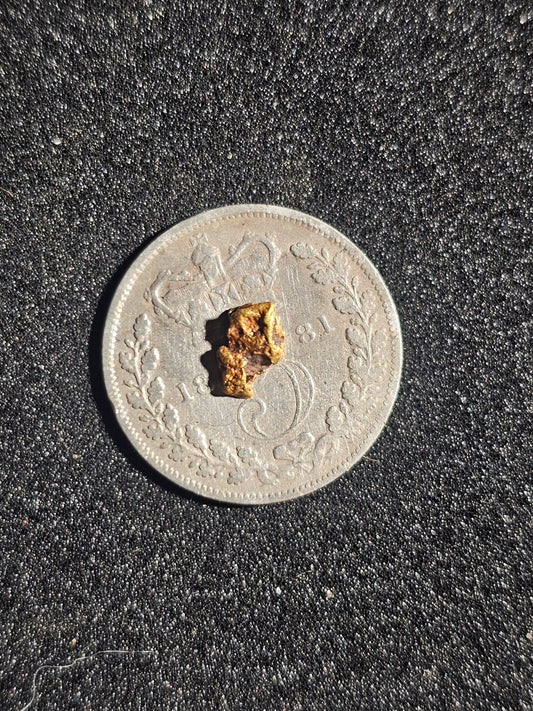 Albury Gold Nugget #2