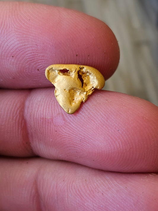 Shark Tooth Alluvial Gold Nugget 1.10 Grams