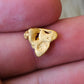 Shark Tooth Alluvial Gold Nugget 1.10 Grams