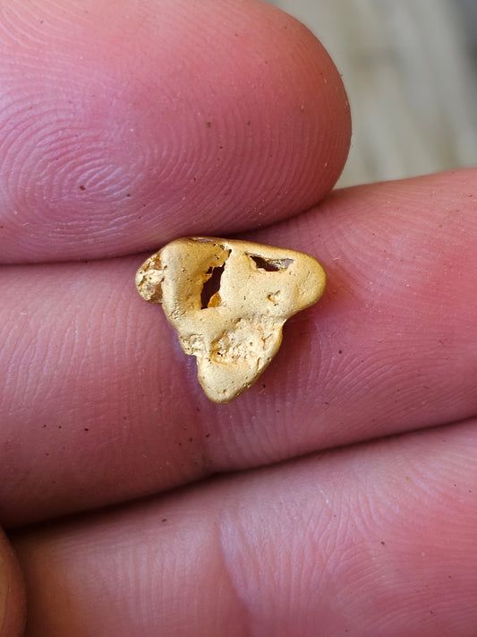 Shark Tooth Alluvial Gold Nugget 1.10 Grams