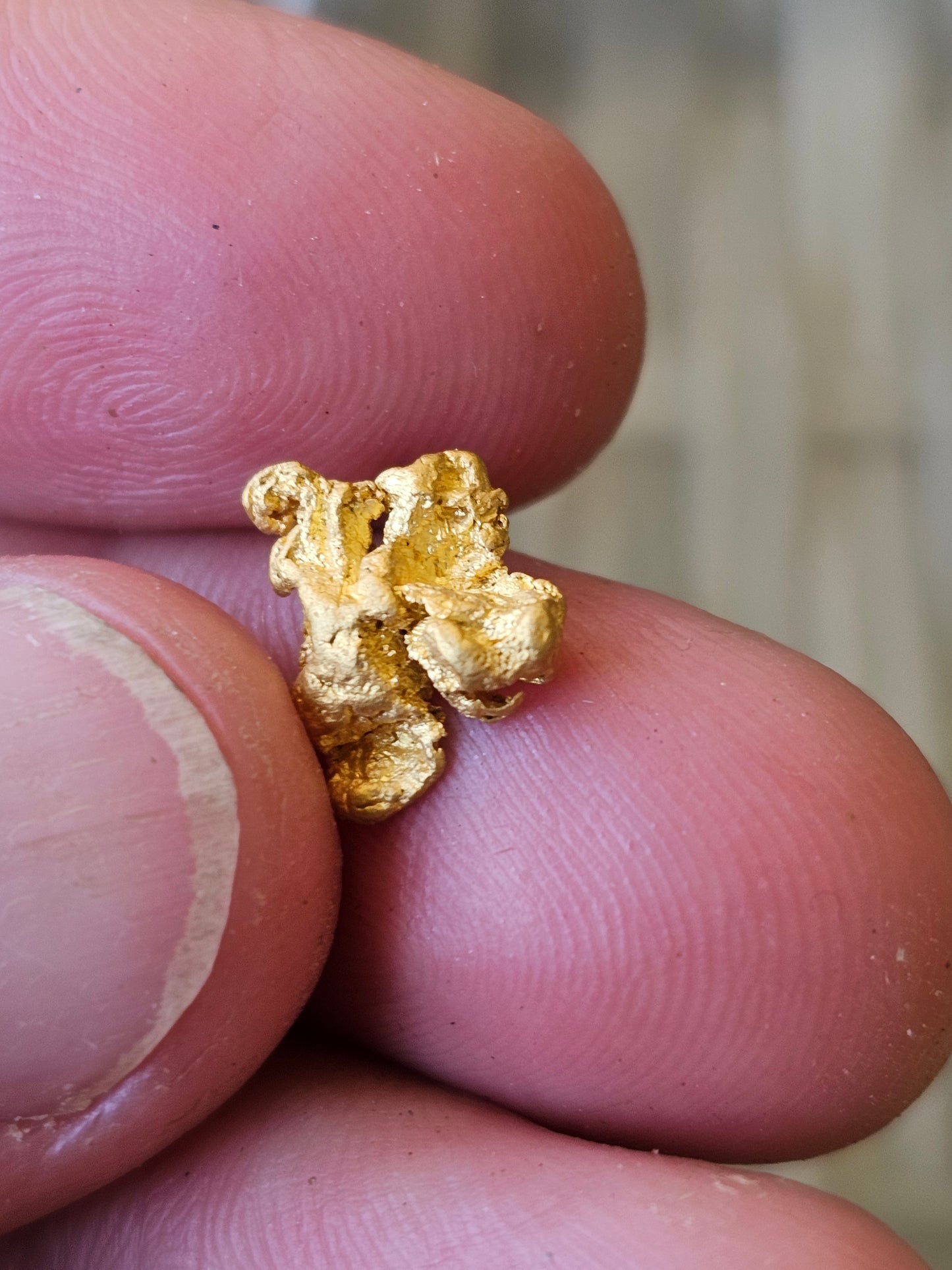 Alluvial Gold Nugget 1.67 Grams