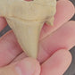 Fossilised Shark Tooth