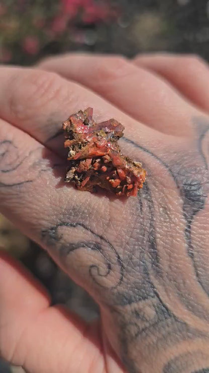 Rare Crocoite Specimen | Adelaide Mine