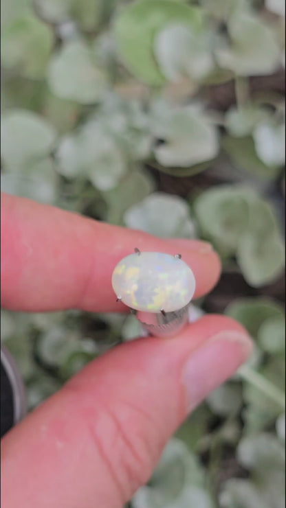 Opal, White Range Red flash.