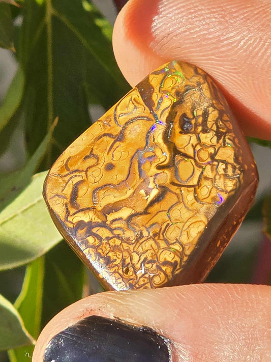 Queensland Boulder Opal