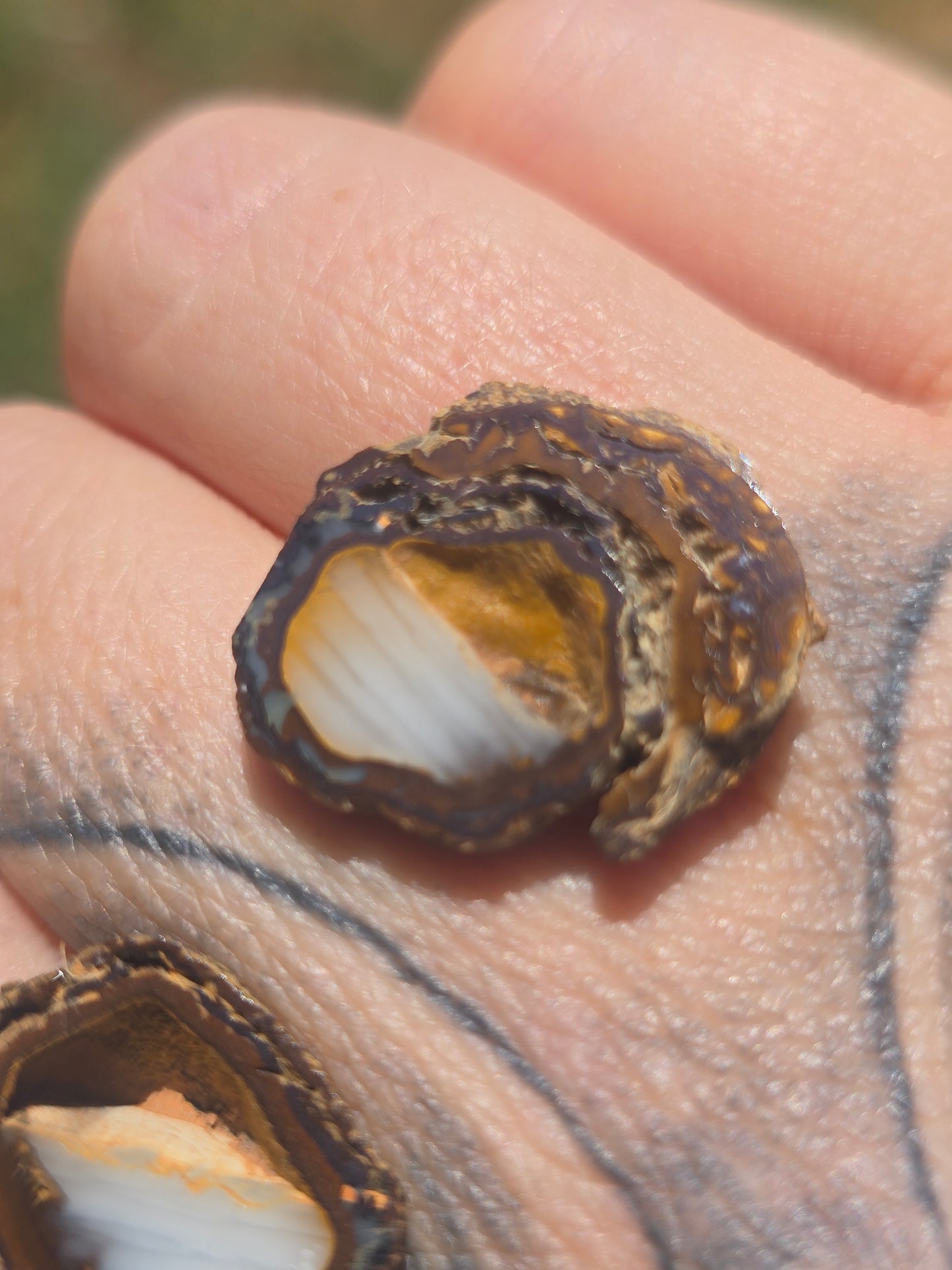 Opal Nut