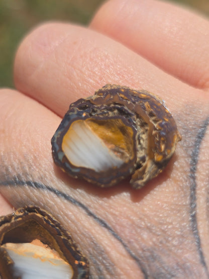 Opal Nut