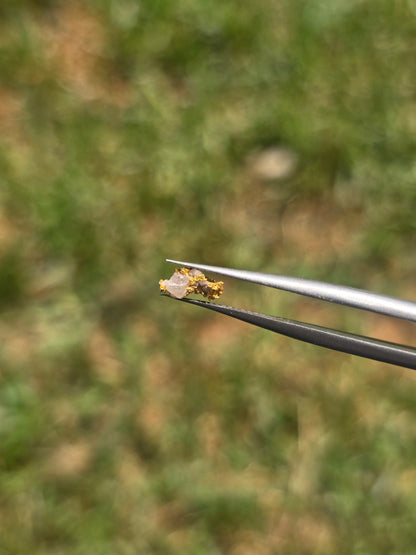 0.26g Gold Nugget