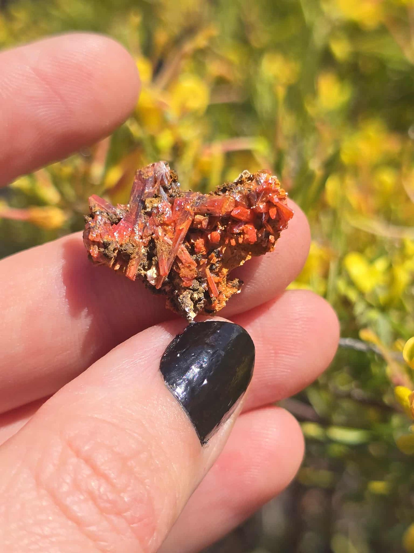 Rare Crocoite Specimen | Adelaide Mine