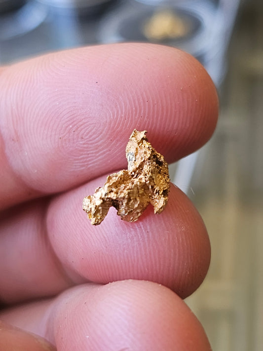 Reef Specimen Gold Nugget 1.54 Grams