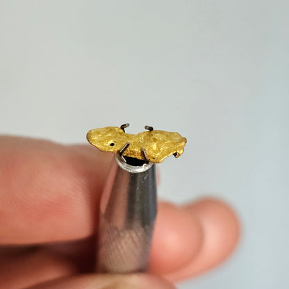 0.827 Western Australia Gold Nugget