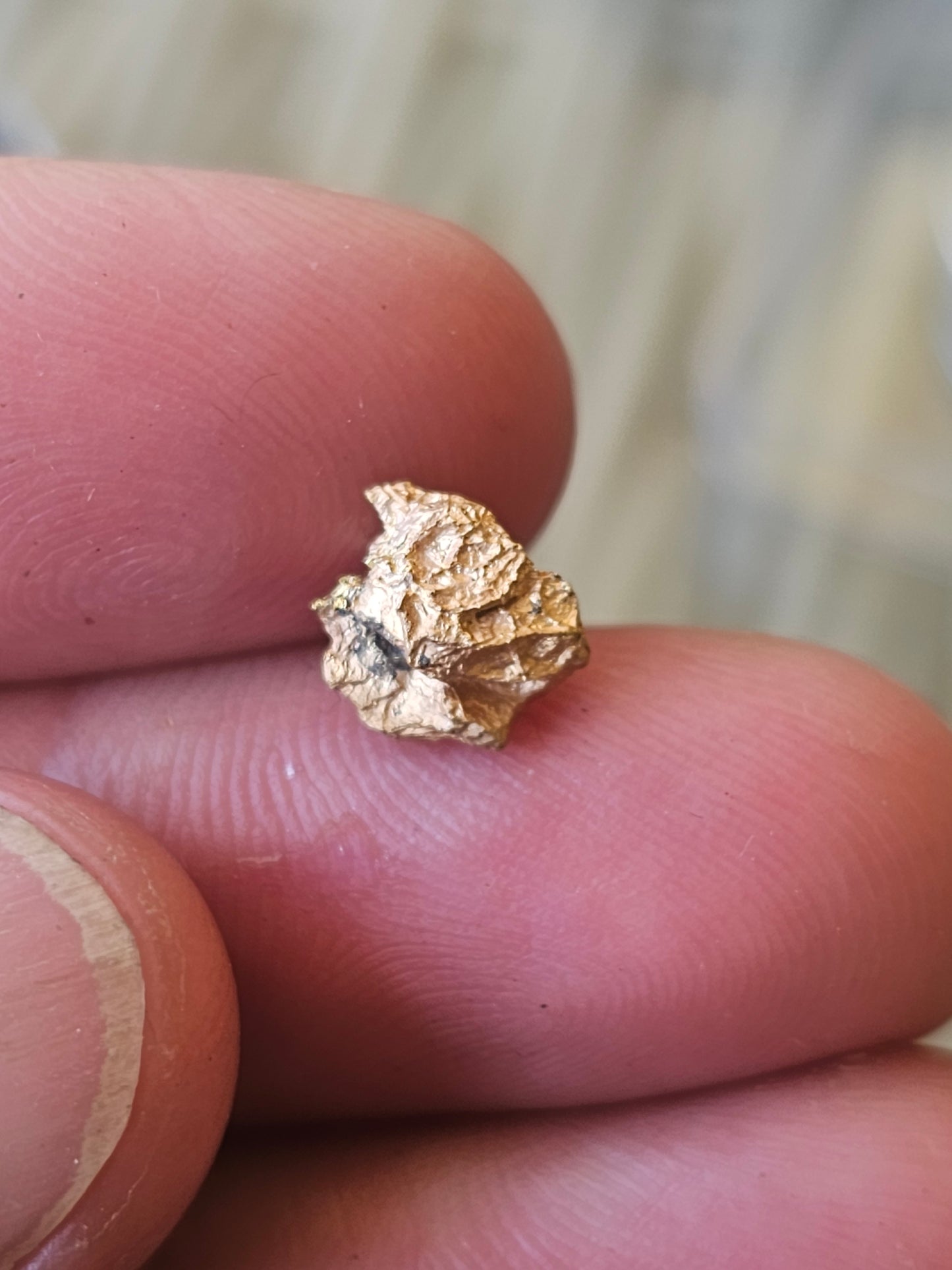 Reef Gold Nugget 1.87 Grams.