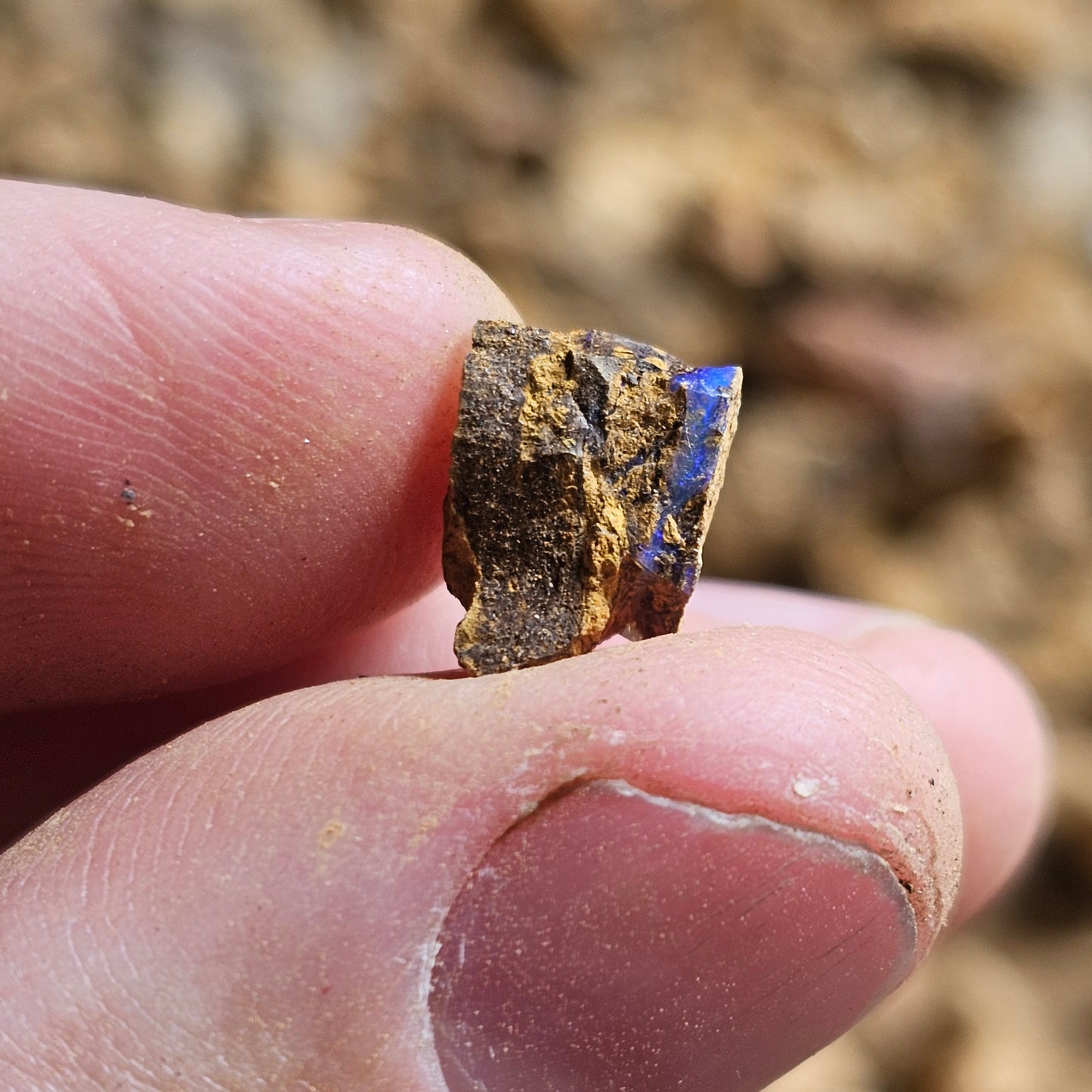 Unsearched Opal Slobber Bags