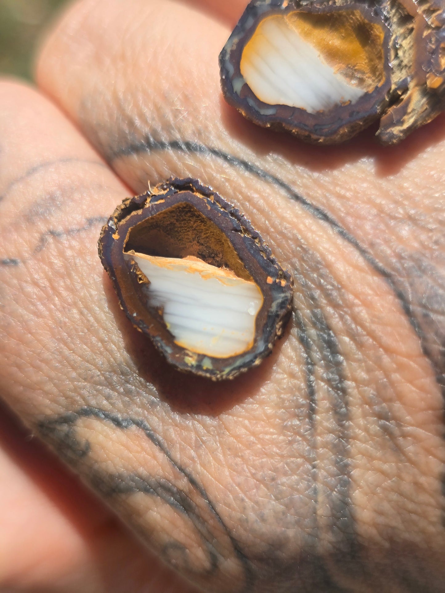 Opal Nut