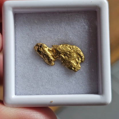 1.11g FNQ gold nugget