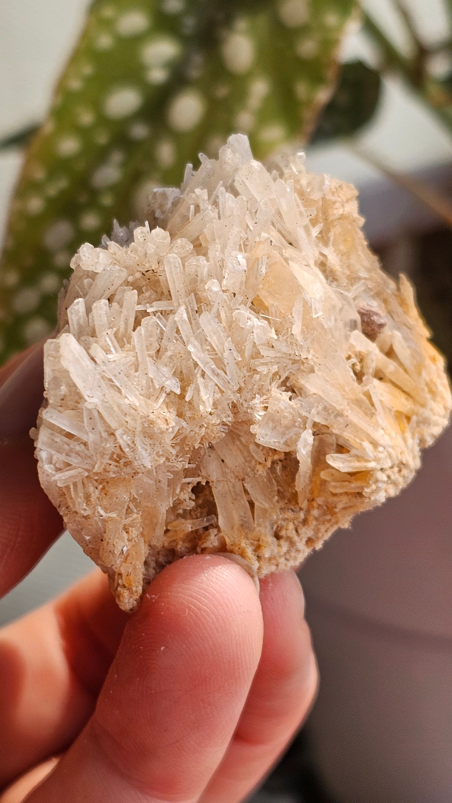 Australian Selenite