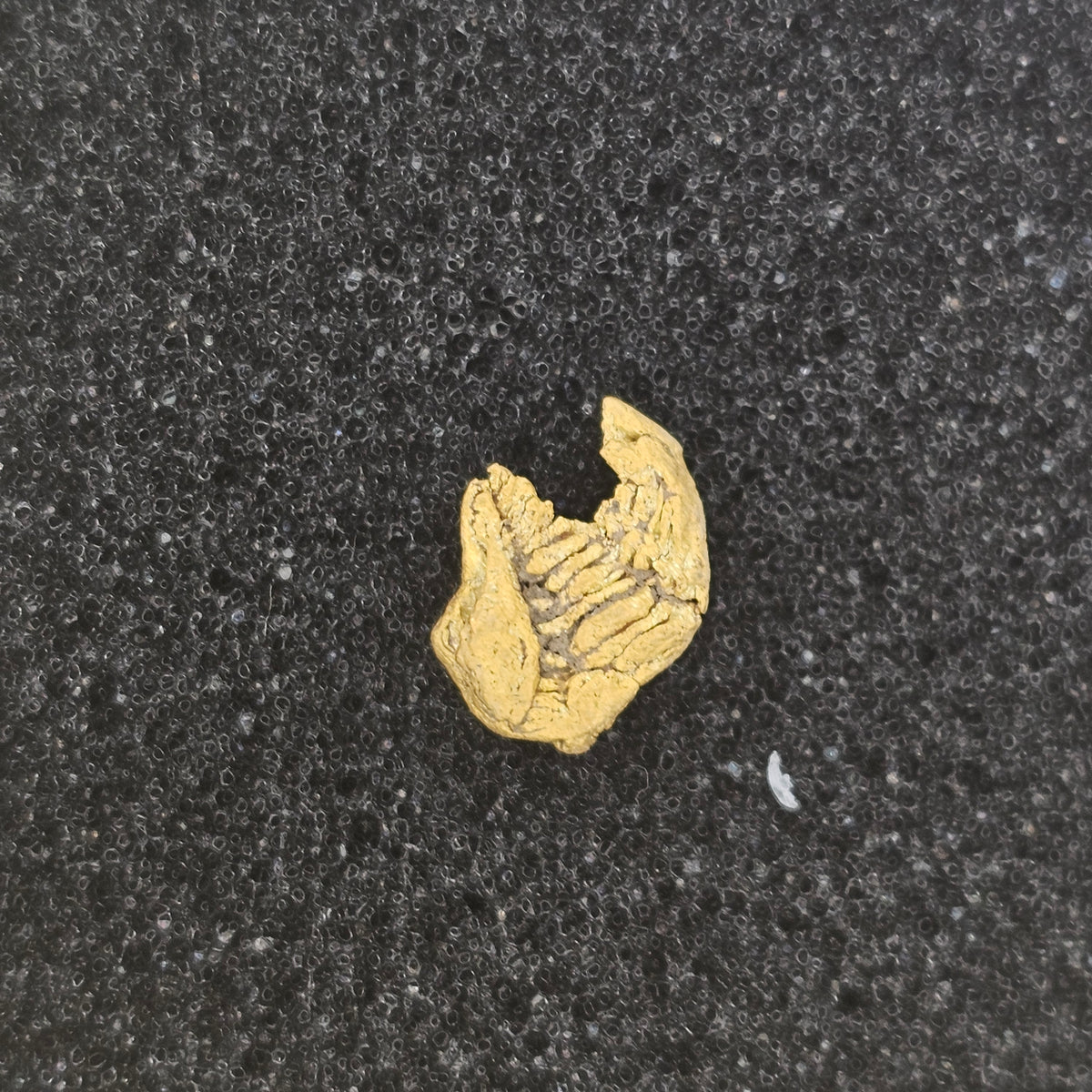 0.62g Bendigo Gold Nugget