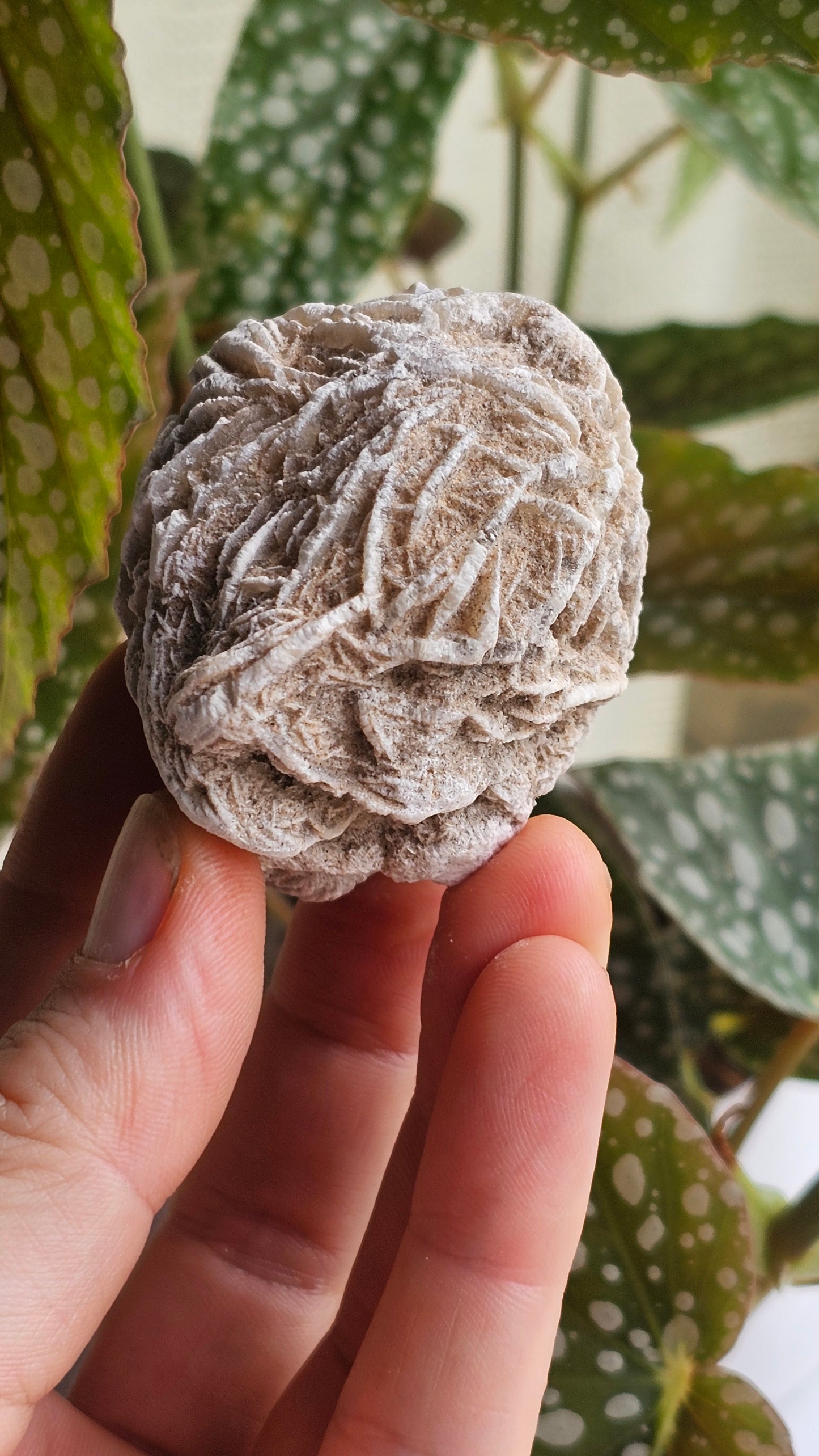 Gypsum desert rose