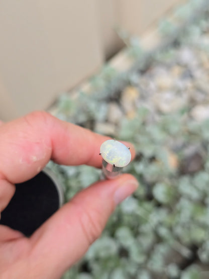 Opal, White Range Red flash.