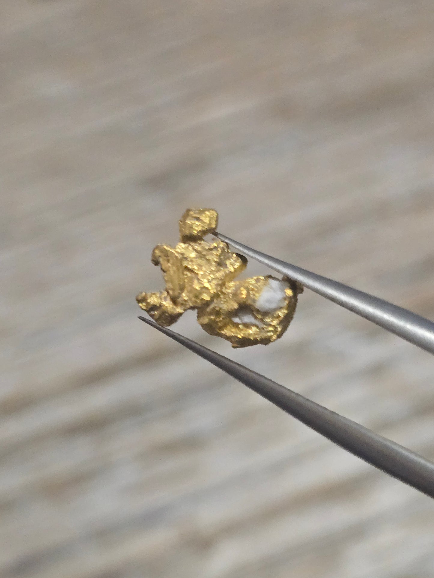 1.205g Clearmont Gold Nugget