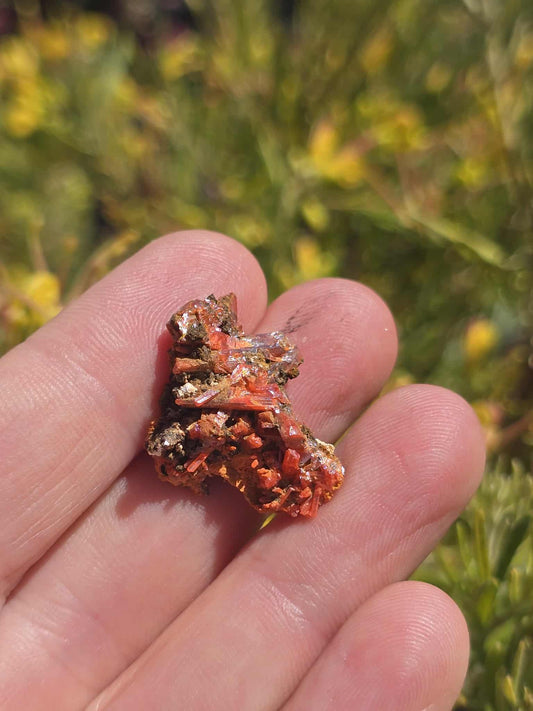 Rare Crocoite Specimen | Adelaide Mine