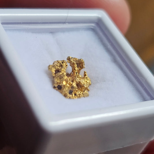 1.86g FNQ gold nugget