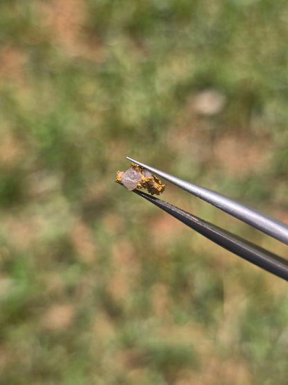 0.26g Gold Nugget