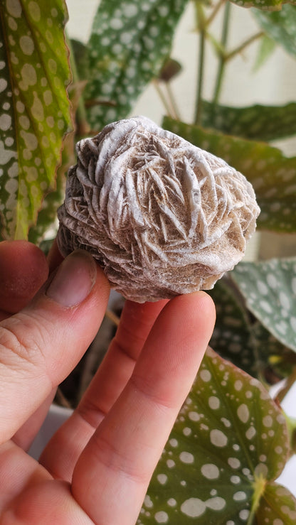 Gypsum desert rose