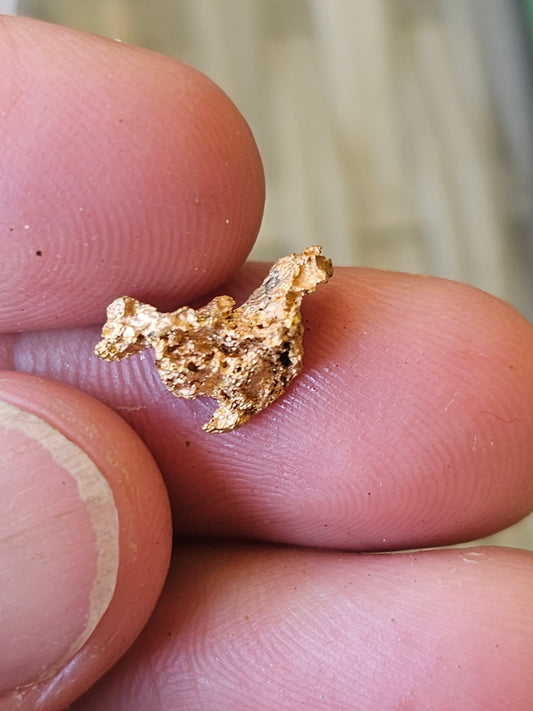 Reef Specimen Gold Nugget 1.54 Grams