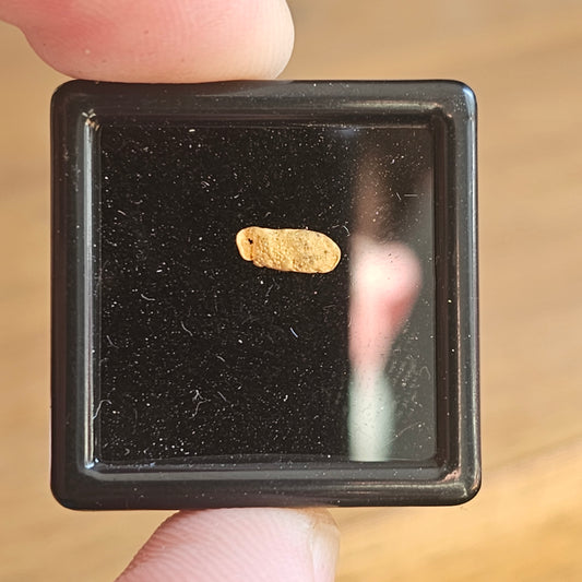 0.153g Clearmont Gold Nugget